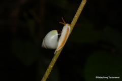 Amphidromus atricallosus