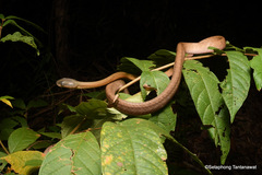 Boiga nigriceps