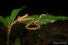 Boiga bengkuluensis