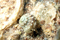 Notogibbula preissiana