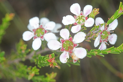 Leptospermum liversidgei