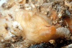 Pyuridae
