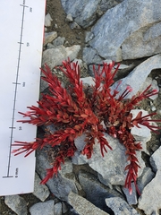 Epilobium porphyrium