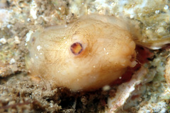 Pyuridae