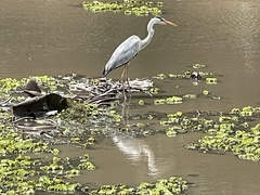 Ardea cinerea