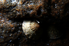 Bembicium vittatum