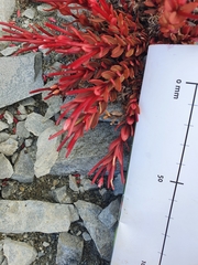 Epilobium porphyrium