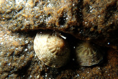 Bembicium vittatum