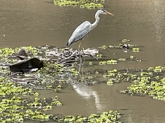 Ardea cinerea
