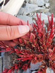 Epilobium porphyrium