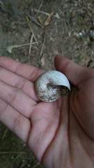 Dyakiidae