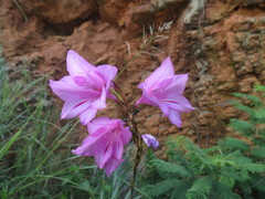 Gladiolus scabridus