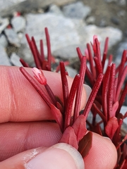 Epilobium porphyrium