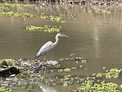 Ardea cinerea