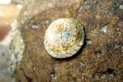 Bembicium vittatum
