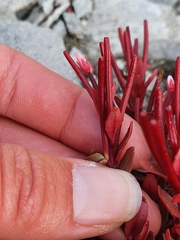 Epilobium porphyrium