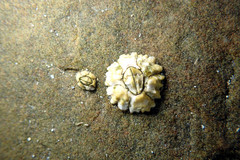 Chthamalus antennatus