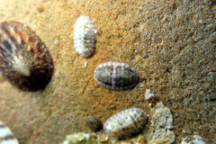Ischnochiton thomasi