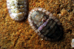 Ischnochiton thomasi