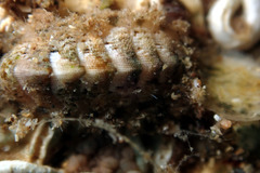 Craspedoplax variabilis