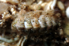 Craspedoplax variabilis