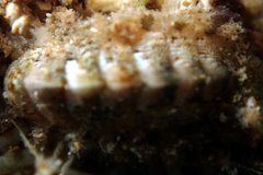 Craspedoplax variabilis