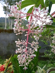 Medinilla speciosa