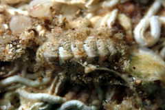 Craspedoplax variabilis