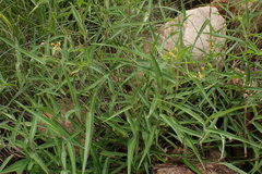 Commelina africana barberae