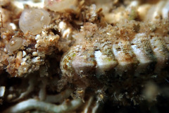 Craspedoplax variabilis