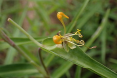 Commelina africana barberae