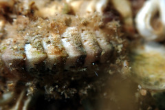 Craspedoplax variabilis