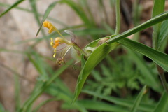 Commelina africana barberae