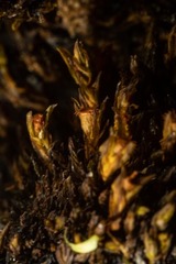 Schistidium frigidum