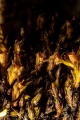 Schistidium frigidum