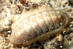 Ischnochiton cariosus