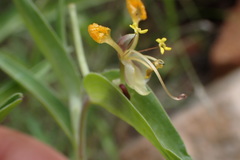 Commelina africana barberae