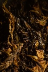 Schistidium frigidum