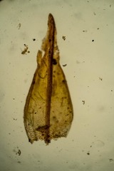 Schistidium frigidum