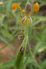Commelina africana barberae