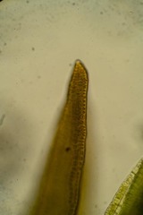 Schistidium frigidum