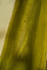 Schistidium frigidum