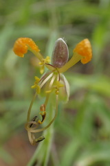 Commelina africana barberae