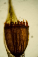 Schistidium frigidum