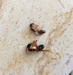 Camponotus aegyptiacus