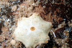 Meridiastra