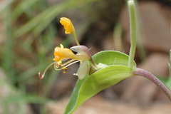 Commelina africana barberae