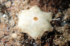 Meridiastra