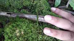 Singaporoidea dolorosa