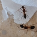 Camponotus aegyptiacus - Photo (c) Maksim Panish, algunos derechos reservados (CC BY-NC), subido por Maksim Panish